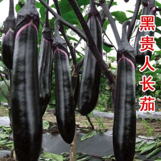 宿州茄子苗 园茄子长茄子烧烤茄苗成活率高包邮