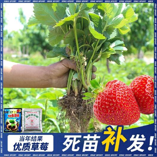 平邑县 奶油草莓苗 10cm~20cm 万亩育苗基地现挖现发 包活