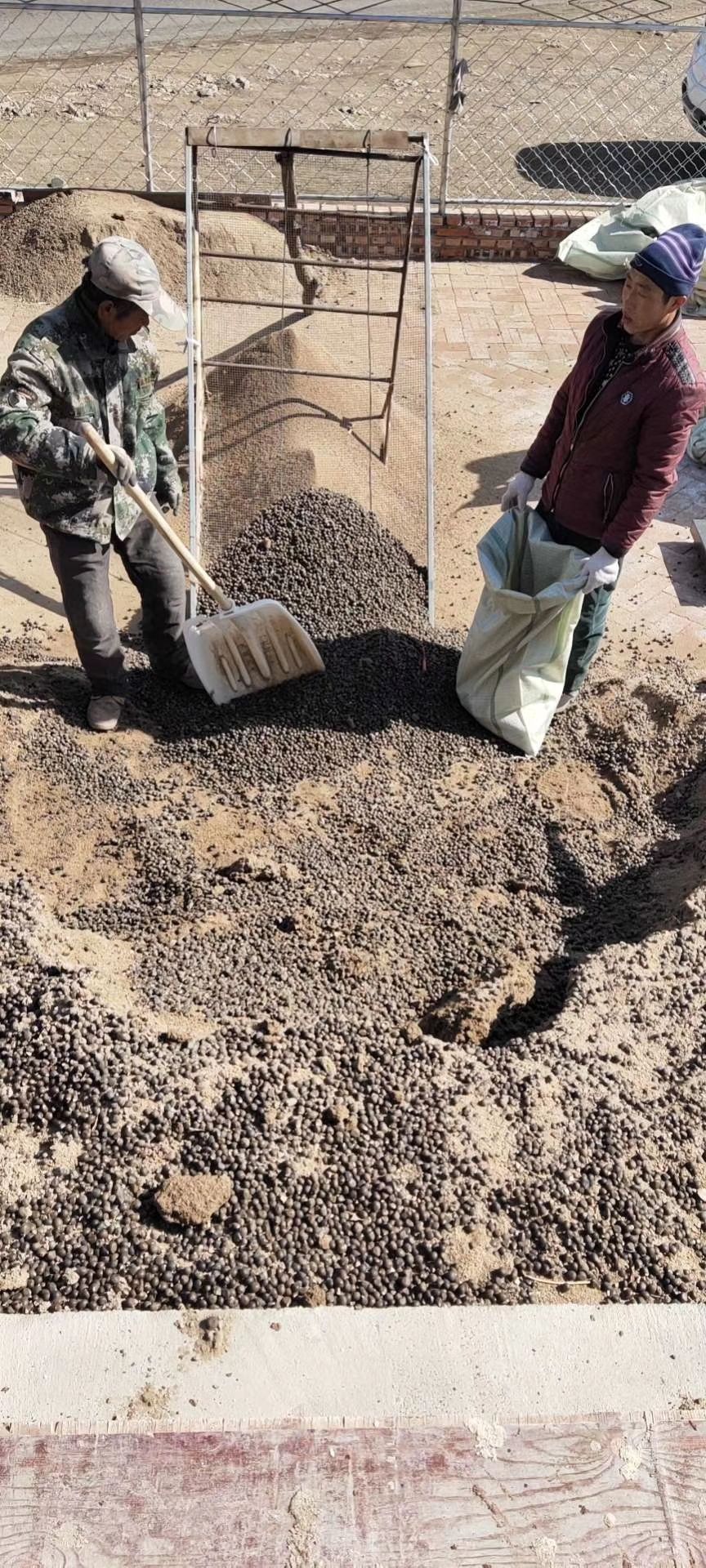 冬藏文冠果种子出芽率高文冠果种子价格文冠果种子多少钱一斤？