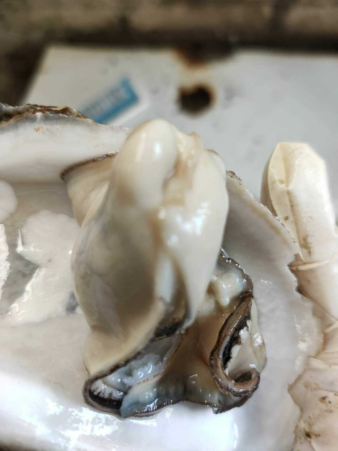 湛江牡蛎 批发生蚝，自养自销爽脆清甜生蚝