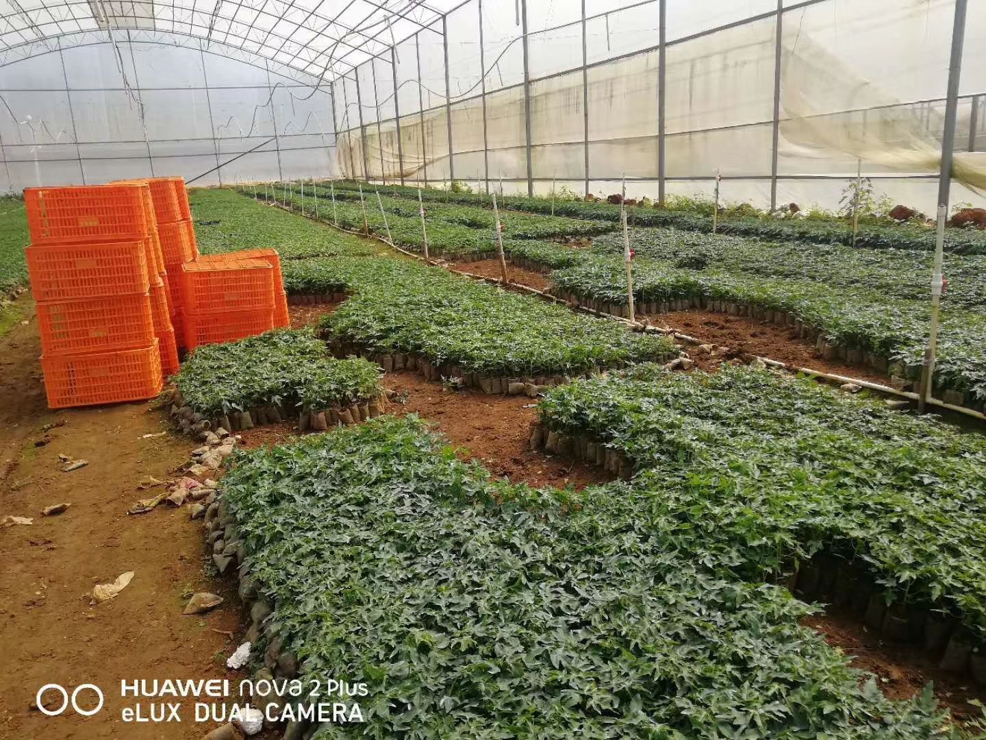  红肉木瓜苗，当年种植当年结果，产量大，容易管理。