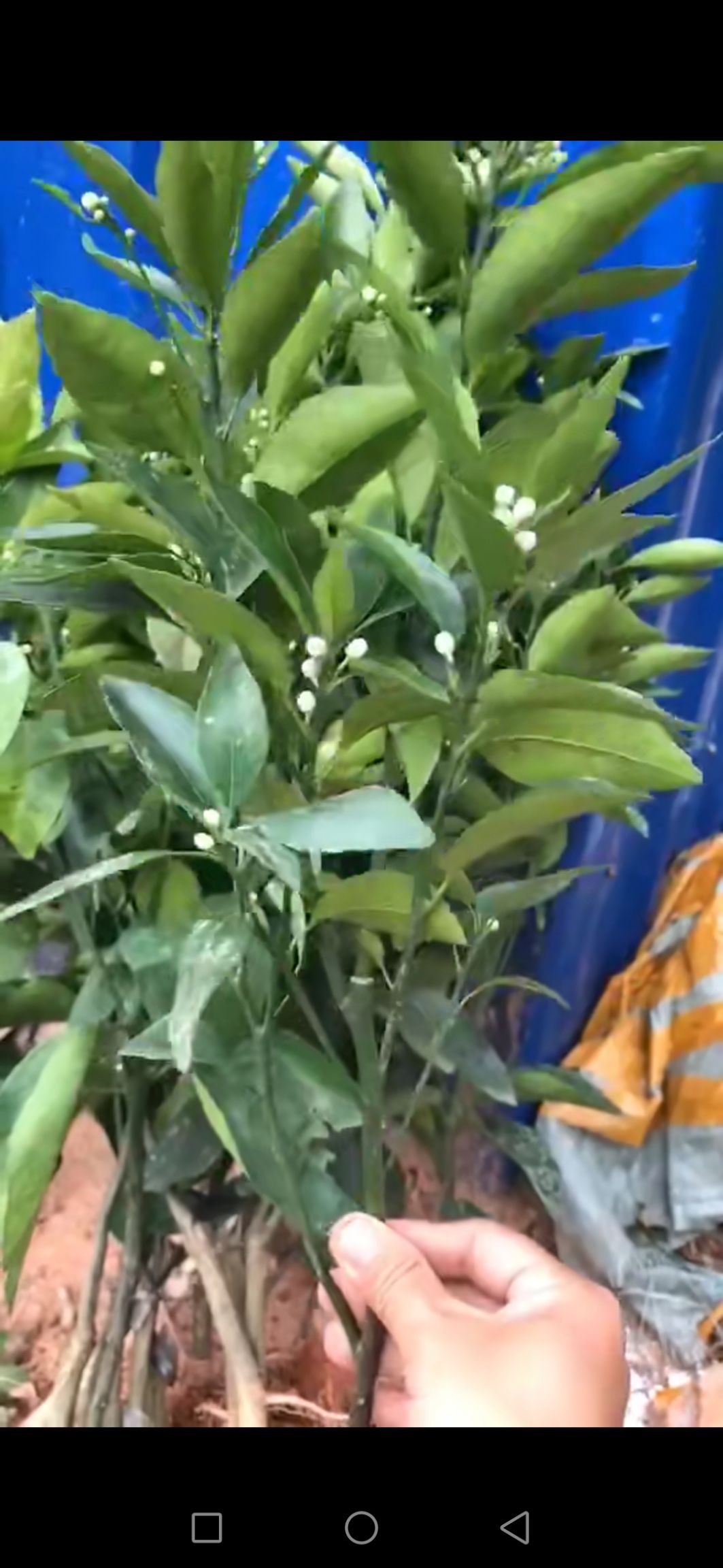 091无核沃柑苗 0.5~1米