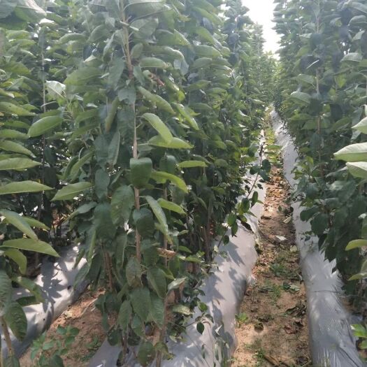 泰安 美早红灯萨米脱俄八樱桃苗