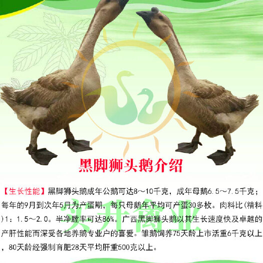 南宁狮头鹅苗 黑脚狮头鹅，大种苗