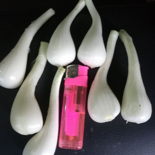 细叶藠头 泡菜专用圆蕌头
