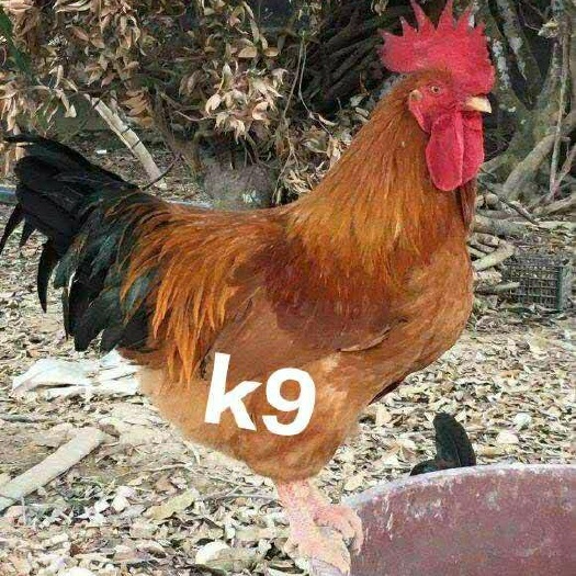 南宁K9鸡苗 大种k9鸡