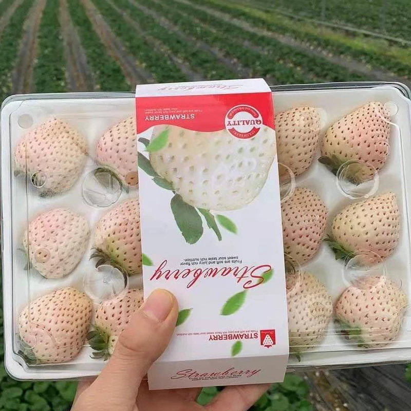  淡雪草莓2斤顺丰空运 白草莓白雪公主草莓