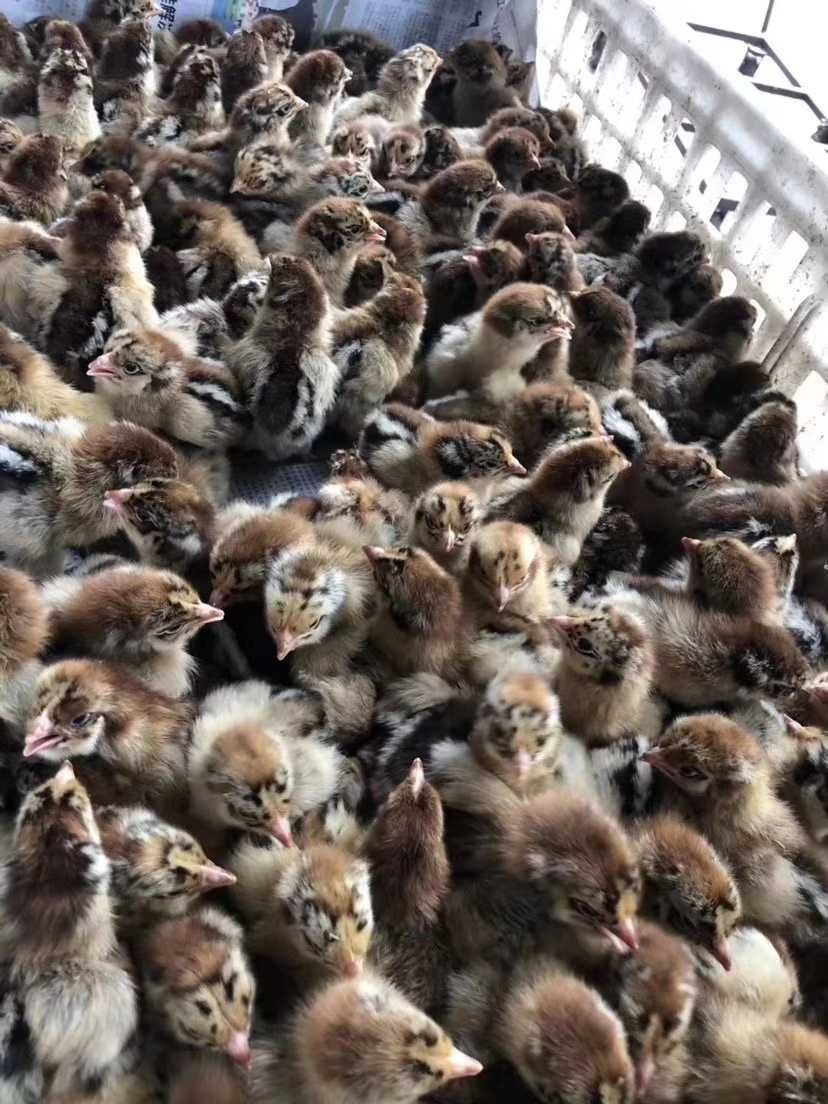  良凤花母苗，60天长3.5-4斤，快大肉鸡苗，出壳打疫