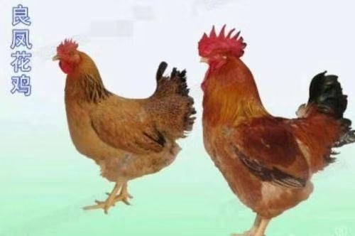 广州 良凤花母苗，60天长3.5-4斤，快大肉鸡苗，出壳打疫