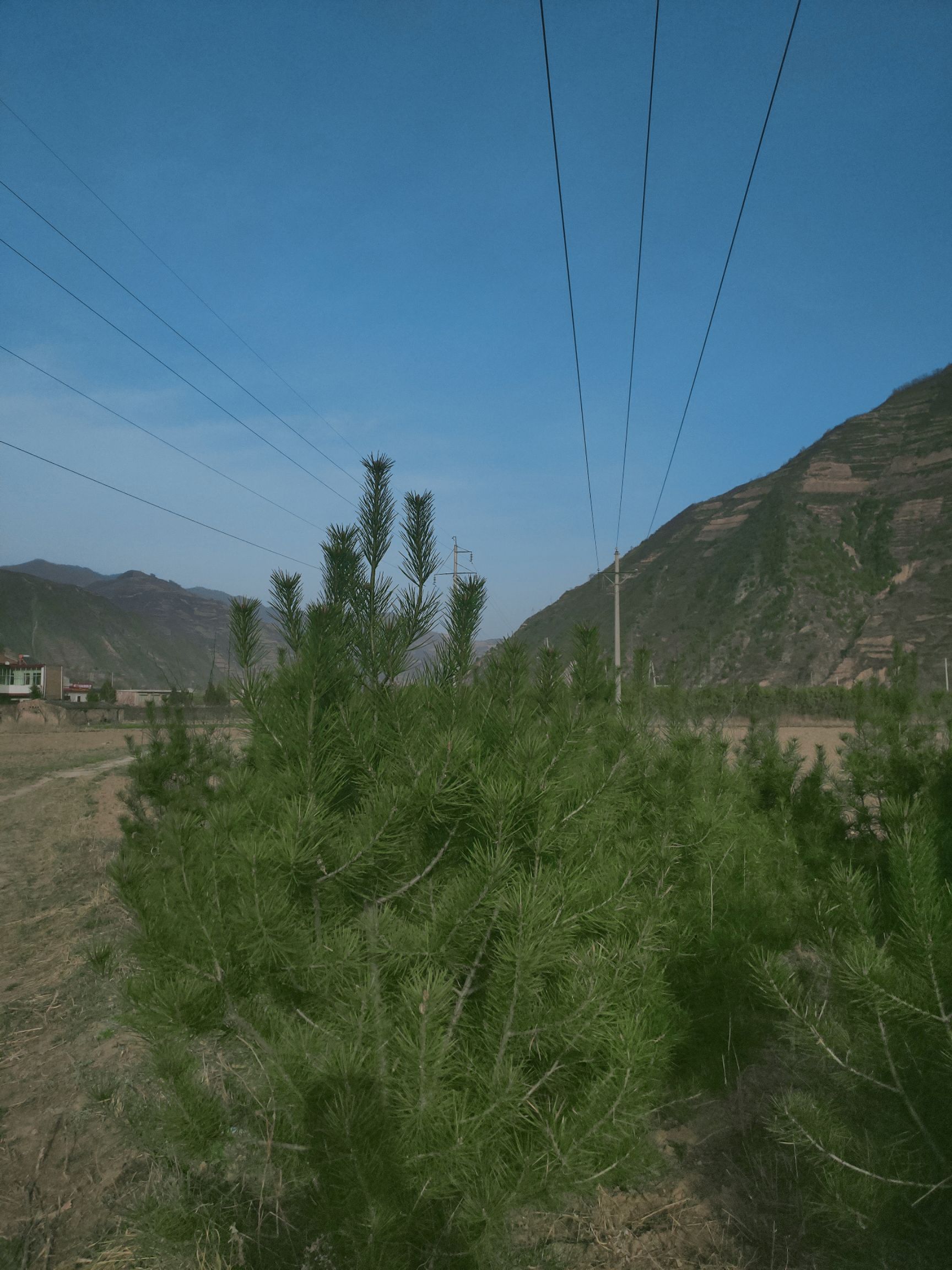  陕西白皮松，1米2起步
靠近公路易装车