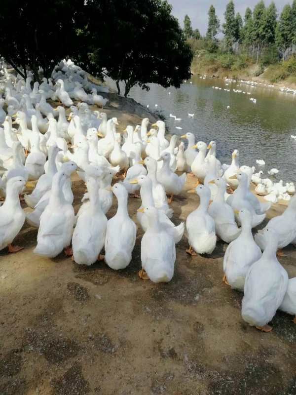 樱桃谷鸭苗  纯种大白鸭苗45天出栏8  9斤