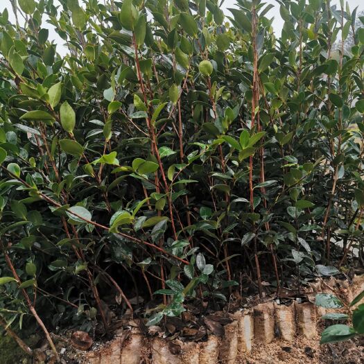 攸县 高产嫁接油茶苗