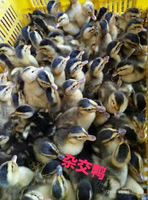 南宁 杂交鸭苗批发