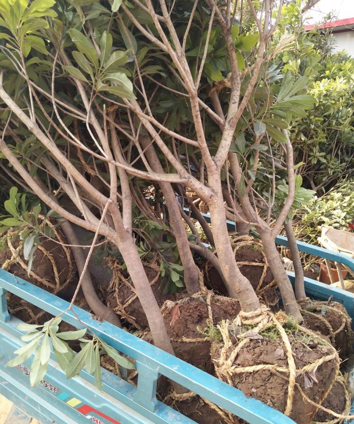  供应自家果园栽培杨梅树苗嘉宝果无核荔枝四季龙眼鸡心黄皮品质靓