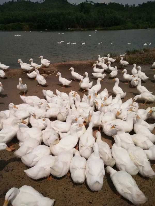 樱桃谷鸭苗  纯种大白鸭苗45天出栏8  9斤