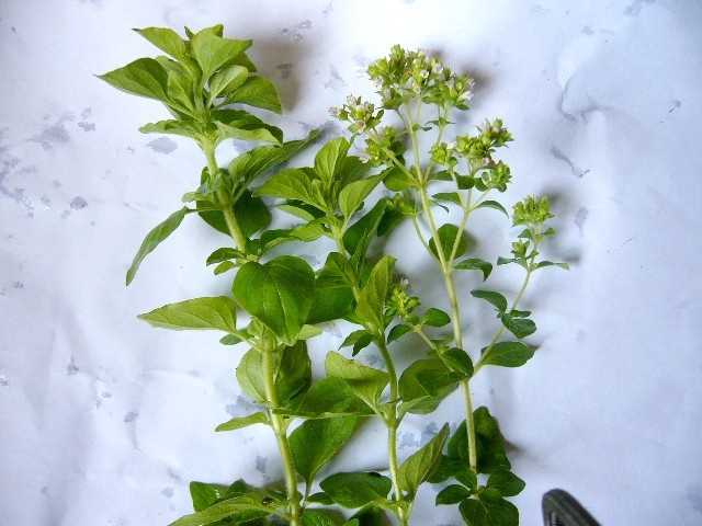盐亭县龙井茶 香龙茶学名牛至，有很好的抵抗作用