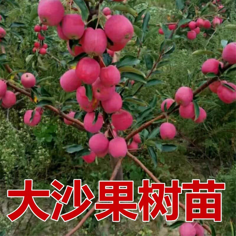 平邑县 沙果树苗小苹果 花红果树苗 糖心沙果苗苹果树苗盆栽南方北方种