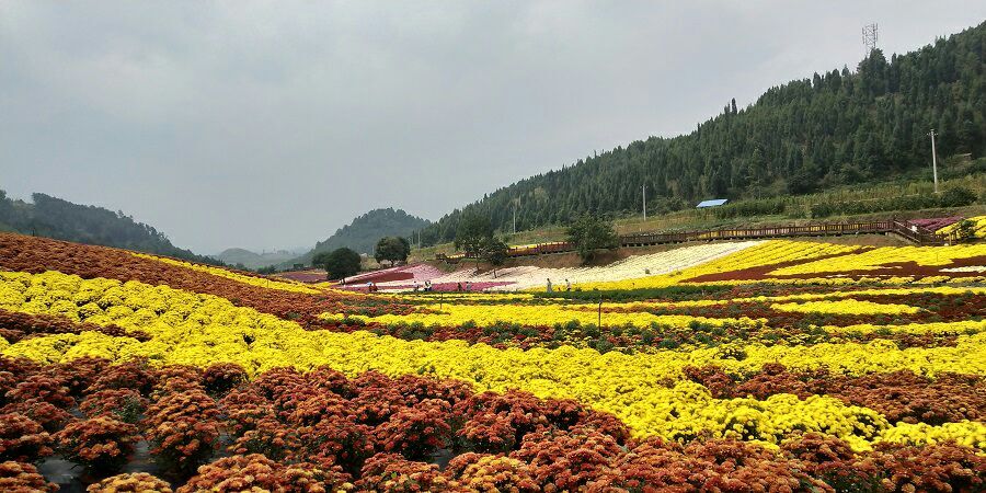 原阳县菊花苗  农业公园花卉景观国庆菊苗