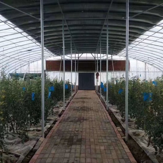 天津单体棚 优质大棚供应