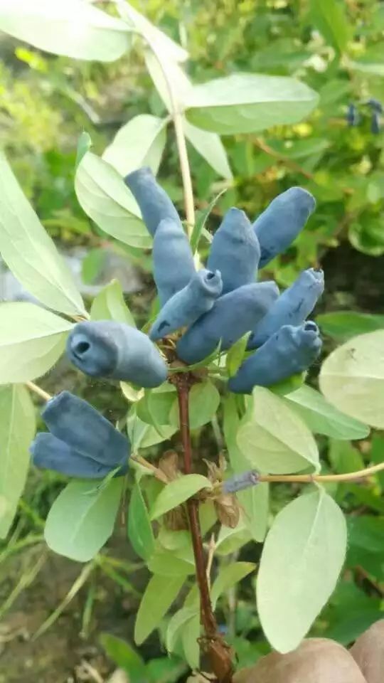 蓝靛果苗  蓝靛果树苗，新品种大果，蓝靛大果苗