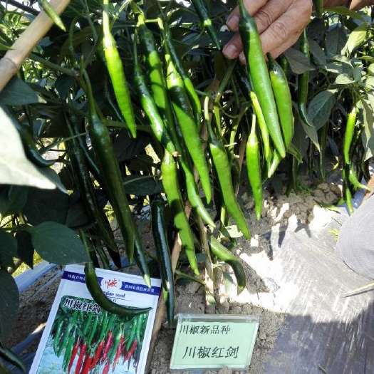 富顺县 鲜食和加工的美人椒：川椒红剑