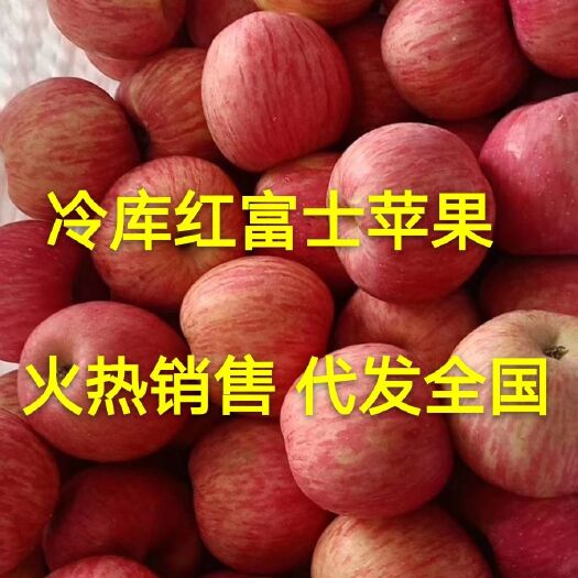 红富士苹果 基地直销 价格便宜