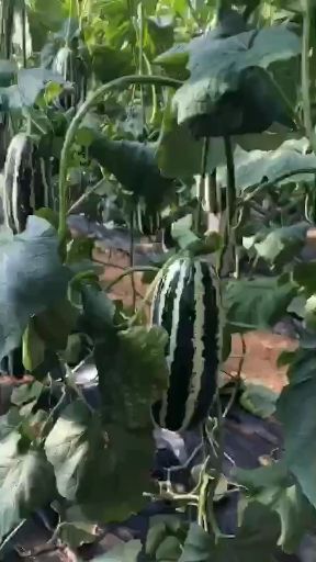 寿光市博洋9号甜瓜 博洋系列瓜大量上市