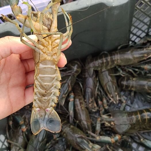 红螯螯虾  海南澳州淡水龙虾种虾(公母配对)