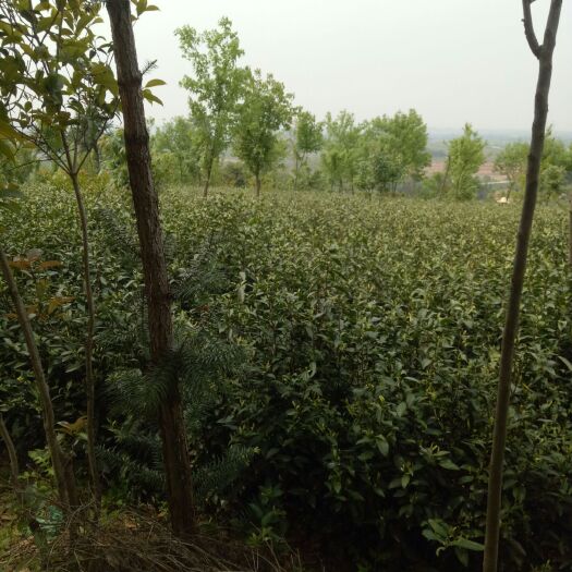  一年一季的安吉白茶马上要开采了！需要的朋友可以联系了！