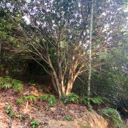 靖州县杨梅树 绿化树（杨梅苗）