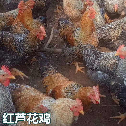 南宁红芦花鸡苗  优质品种 出壳包打疫苗 包运输损耗