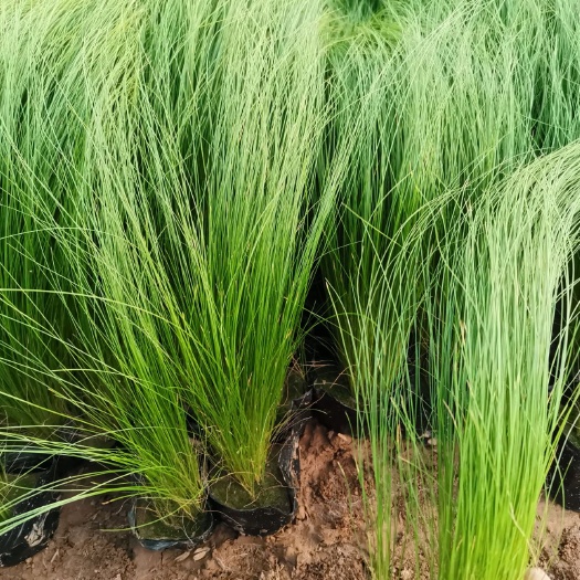 青州市 细叶针芒 草坪 绿化 量大优惠