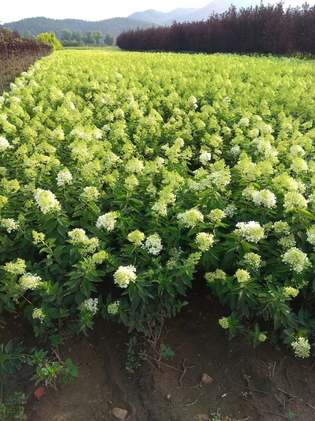 東北大花繡球 木繡球扦插苗 產地一手貨源 順豐包郵