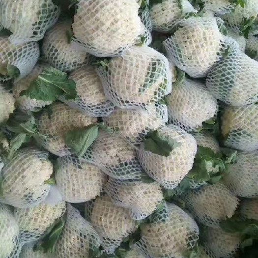 有机花菜 产地直销，量大从优，保证质量，