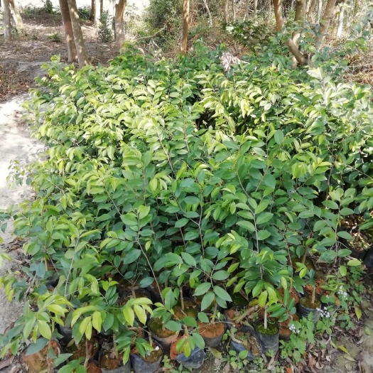 阳西县奇楠沉香树 优良品种奇楠一代嫁接树苗，黑珍珠苗。金沙叶。糖结。金丝油。