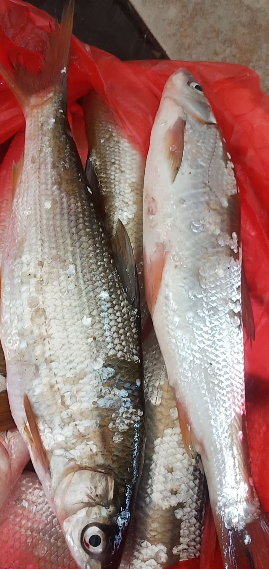 冰冻红尾鱼 黄尾，红尾