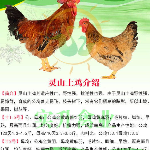 南宁 灵山土鸡苗，优质苗