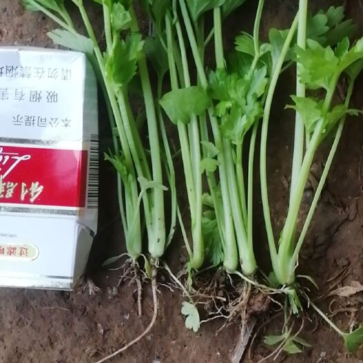 惠民县芹菜苗  西芹苗品种齐全基地直发大量供应！全程技术指导