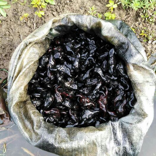 仙桃市 三万斤菱角种子