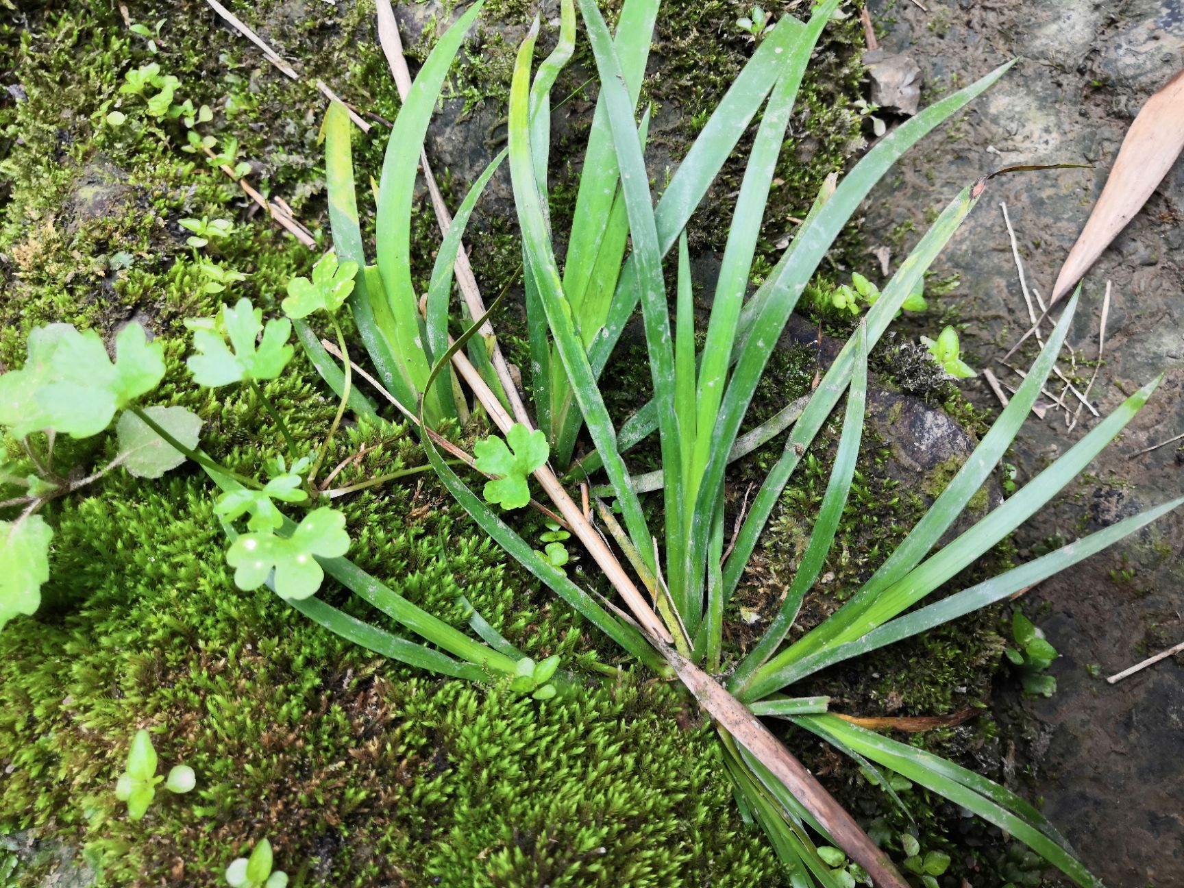  野  生石菖蒲苗