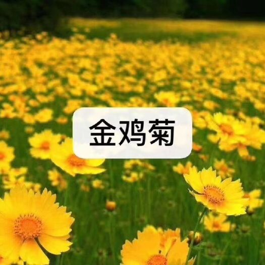 台安县金鸡菊苗 金鸡菊