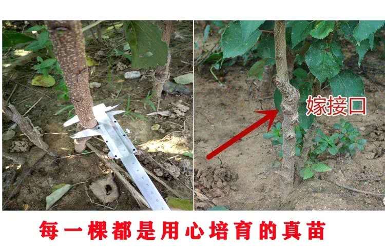  凯特杏树苗 全国发货 品种纯正 产量高