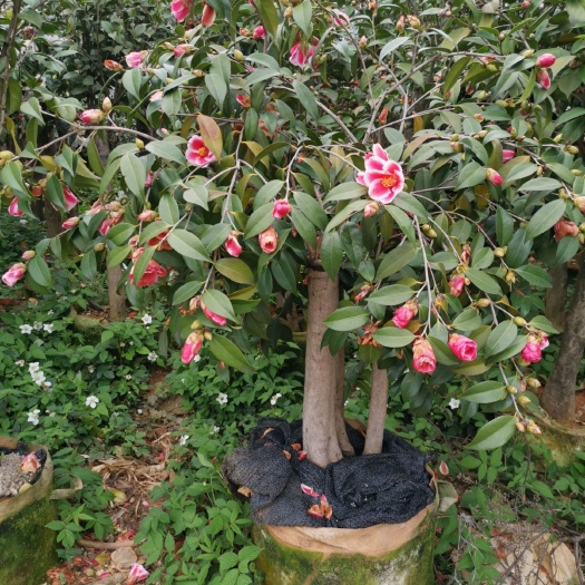 建德市 茶花嫁接盆景批发量大