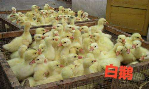 南宁 白鹅苗