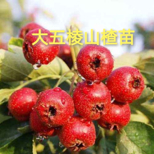 平邑县 大五棱山楂苗，产量高，抗性强，基地直供，品质保证，三包发货