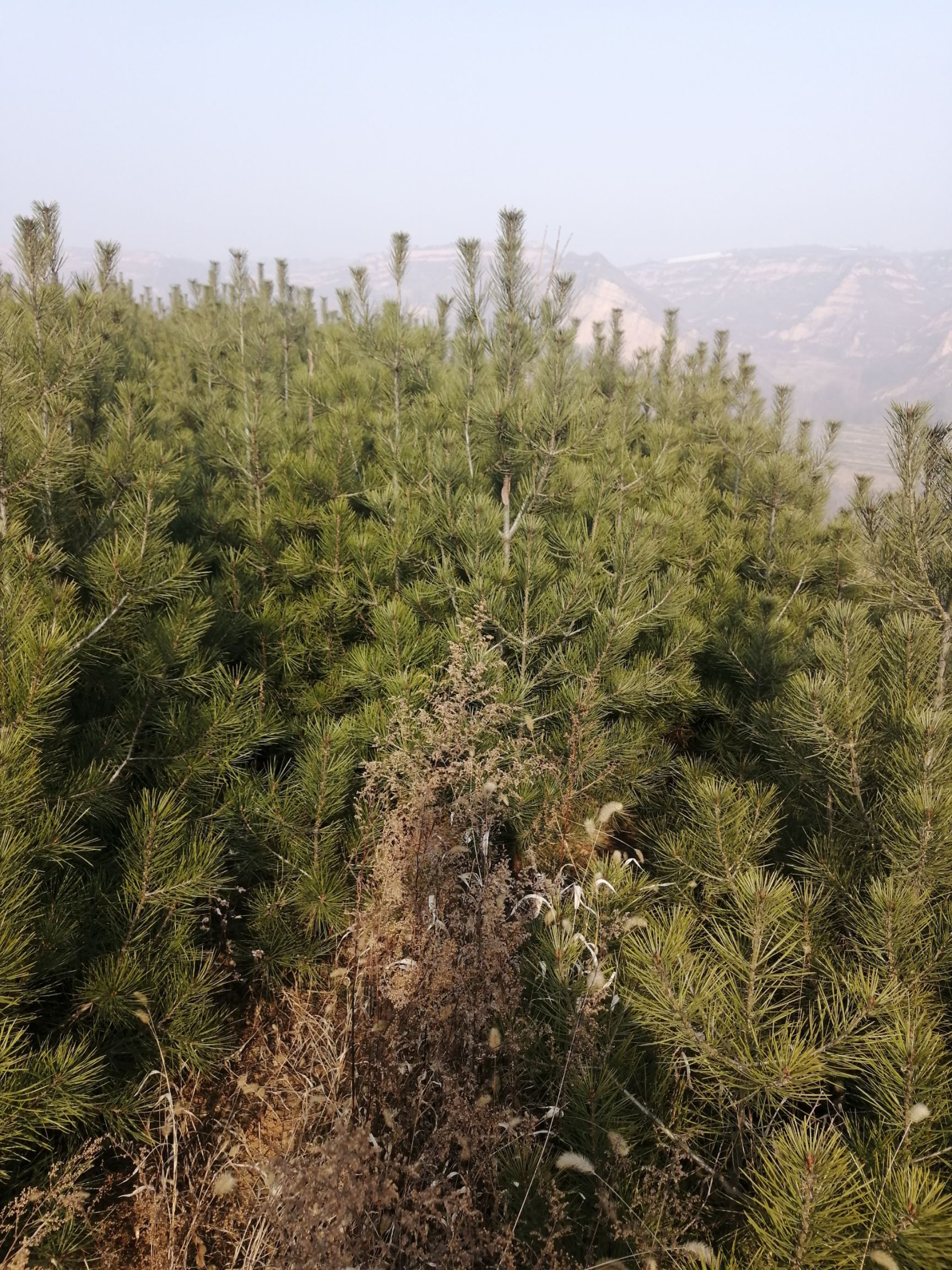  优质白皮松，大量批发，欢迎光临洽谈！