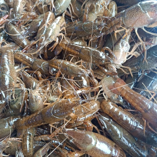 潜江市小龙虾苗