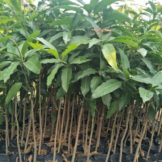 普宁市四季芒果苗 一年四季挂果，果子香甜，少生虫