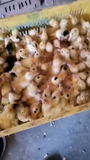南宁半番鸭苗