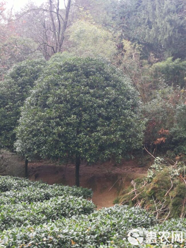  桂花树